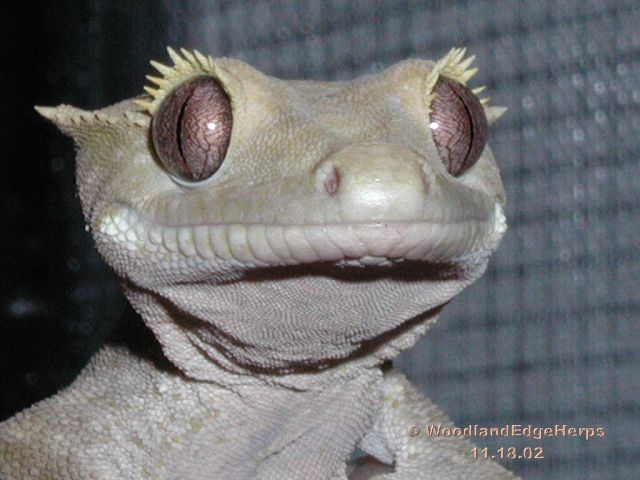 Crested Gecko