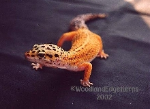 Hypo Tang Leo