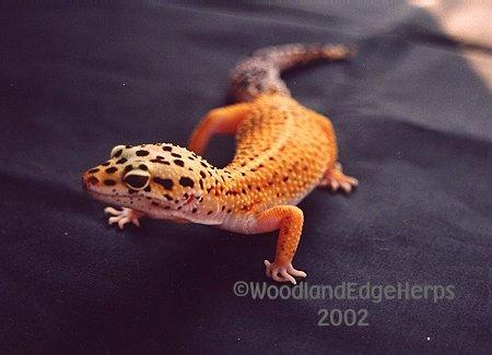 Hypo Tang Leo