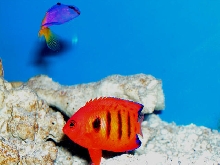 Saltwater - Austin Aquariums