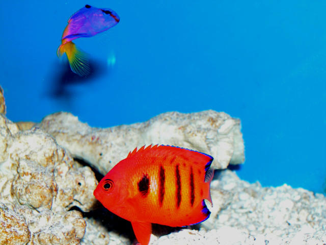 Saltwater - Austin Aquariums