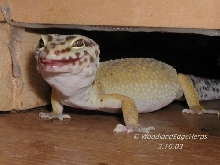 Leopard Gecko vs. Silkmoth