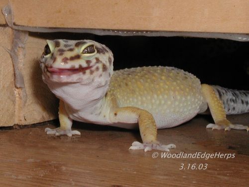 Leopard Gecko vs. Silkmoth