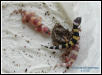 Tremper albinos and het
