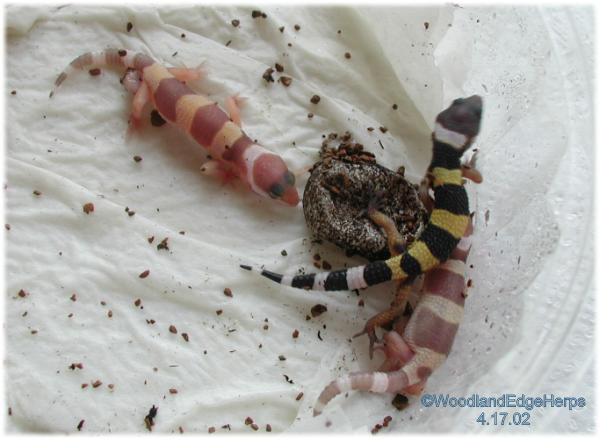 Tremper albinos and het