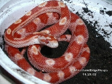 Ruby - motley amel corn snake