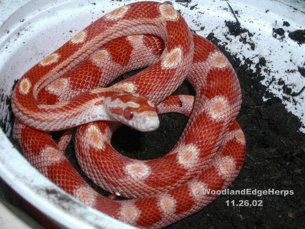 Ruby - motley amel corn snake