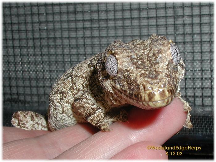 R. auriculatus (female)