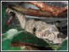 Rhacodactylus auriculatus (female)