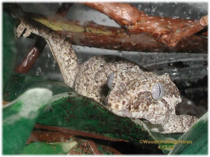 Rhacodactylus auriculatus (female)