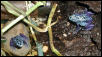 Dendrobates azureus