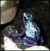 Dendrobates azureus