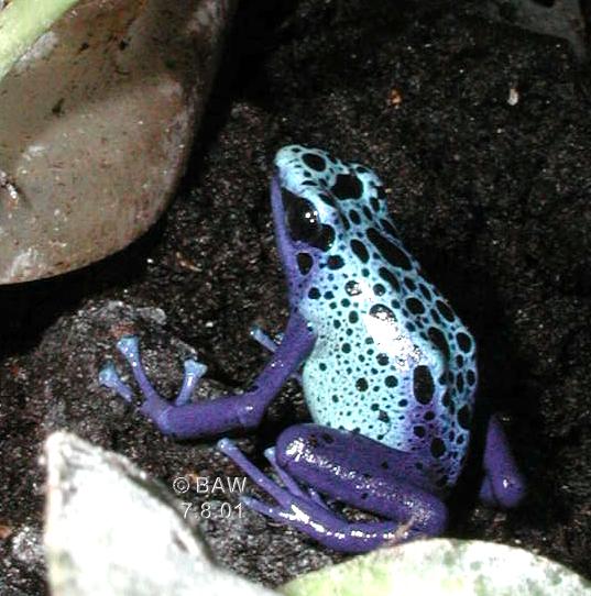 Dendrobates azureus