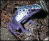Dendrobates azureus