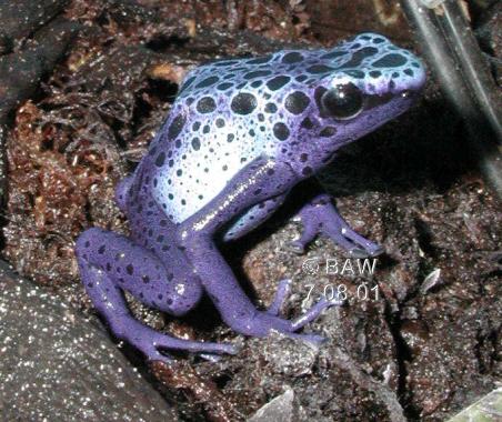 Dendrobates azureus