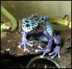 Dendrobates azureus