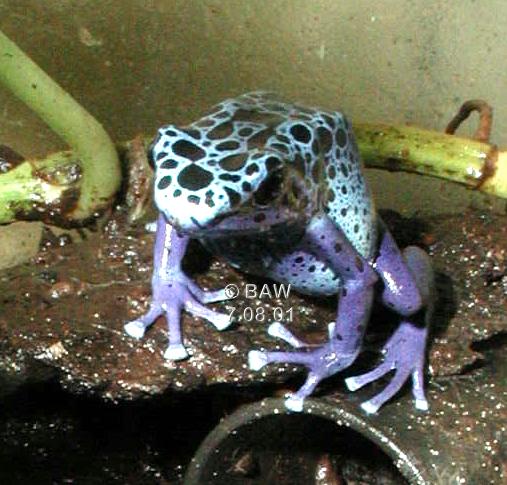 Dendrobates azureus