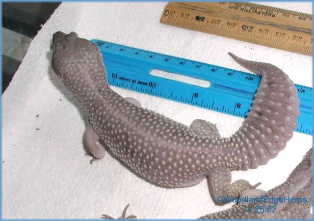 Blizzard Leopard
