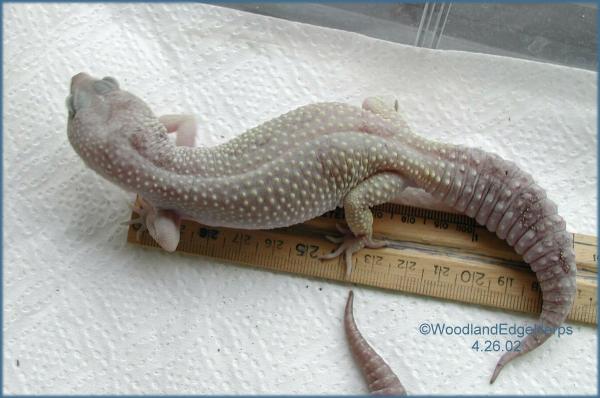 Blizzard Leopard