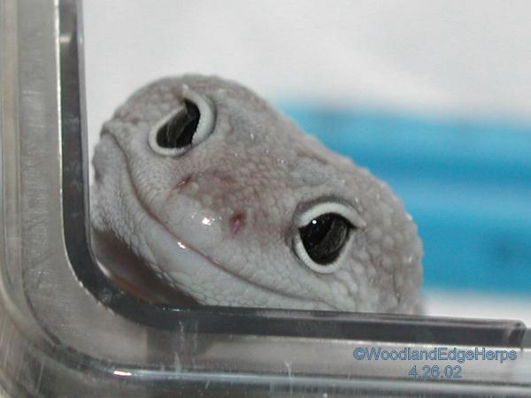 Blizzard Leopard Smile