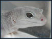 Blizzard Leopard
