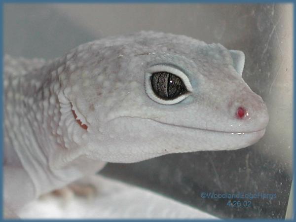 Blizzard Leopard