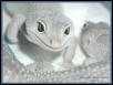 Blizzard Leopard Smile