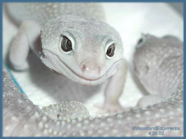 Blizzard Leopard Smile