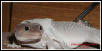 Shedding Blizzard Leo
