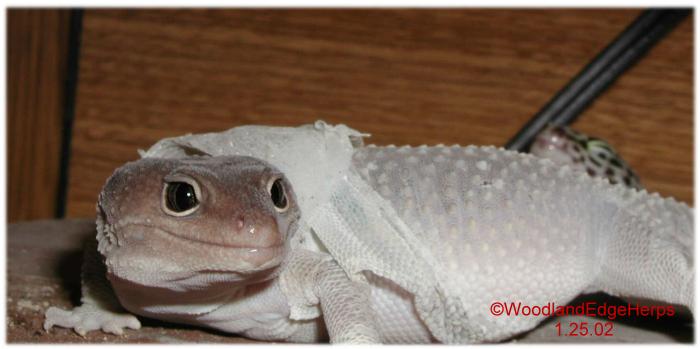 Shedding Blizzard Leo