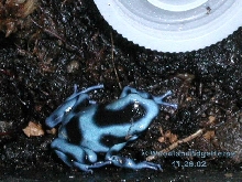 Blue/Black Auratus