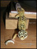 Leo vs Silkworm -Chapter 1