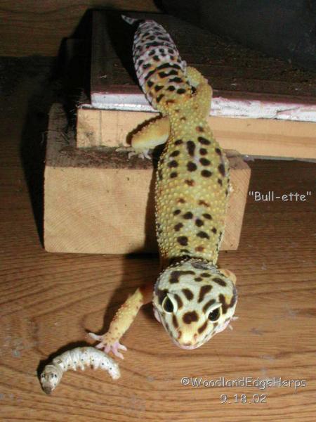Leo vs Silkworm -Chapter 1