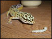 Leo vs Silkworm -Chapter 2