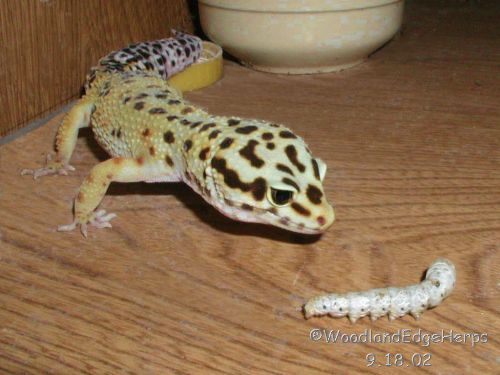 Leo vs Silkworm -Chapter 2