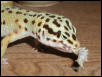 Leo vs Silkworm -Chapter 3