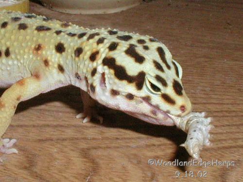 Leo vs Silkworm -Chapter 3