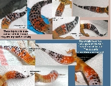 Carrot-tail or carrot-tail-wanna-be?