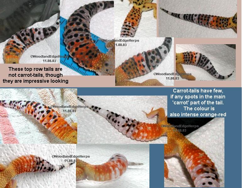 Carrot-tail or carrot-tail-wanna-be?