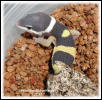 Ceramic Soil Used for Incubation