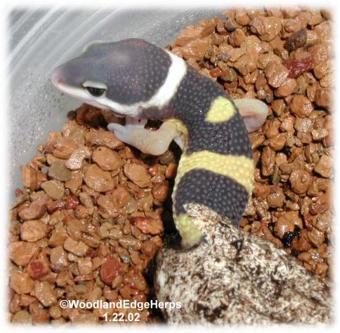 Ceramic Soil Used for Incubation