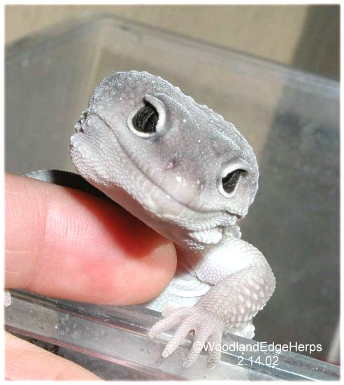 Smiling Blizzard