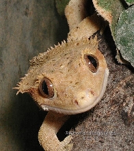 Rhac ciliatus