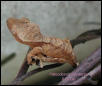 Crested Gecko - woodgrain pattern