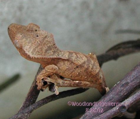 Crested Gecko - woodgrain pattern