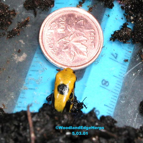 Dendrobates citronella froglet