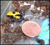 Dendrobates tinctorius citronella