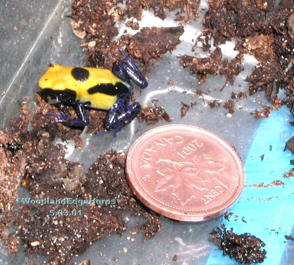 Dendrobates tinctorius citronella