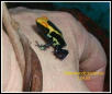 Cobalt tinc froglet
