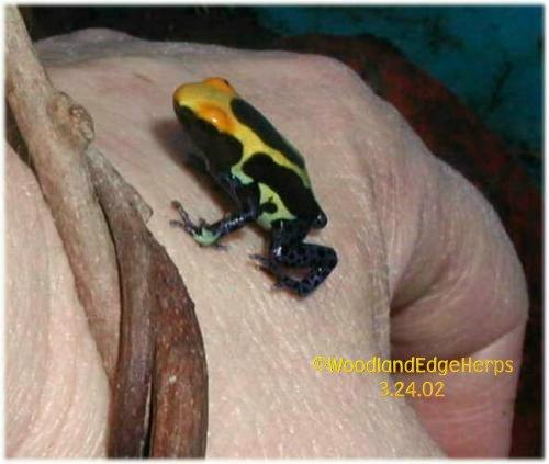 Cobalt tinc froglet